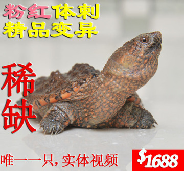 2013 鳄鱼龟 头苗 变异粉红体剌 佛鳄 大鳄龟 佛龟 小鳄龟 体活龟