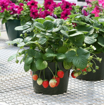 进口种子 草莓 诱惑5粒装 新鲜蔬果种子 国外草莓种子 阳台庭院