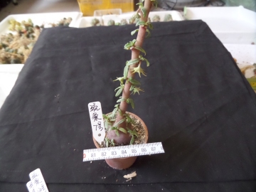 台湾原盆进口新种琉桑Dorstenia hildebrandtii forma crispum