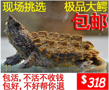 2013美国进口大鳄苗大鳄龟鳄龟宠物龟乌龟水龟活体6-10cm
