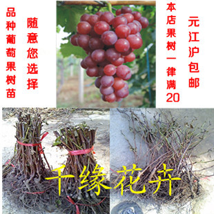 江浙沪满20元包邮盆栽果树苗 新品种-晚红阳葡萄 香甜