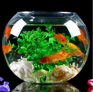 eco透明定植圆球玻璃花瓶水培圆形玻璃瓶玻璃鱼缸金鱼缸小型鱼缸