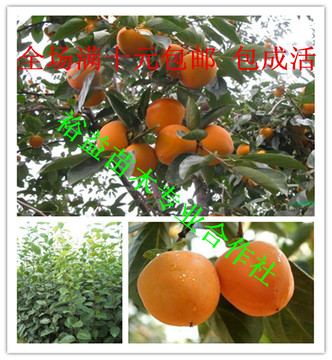 果树苗 嫁接柿子树苗 日本甜柿子苗结果早丰产 柿树当年结果包邮