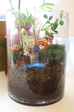 【肉多多】苔藓微景观 生态瓶 盆栽 办公室装饰植物 海贼王系列