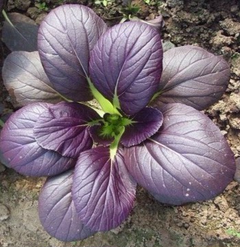 紫油菜种子 紫崧营养保健菜紫小白菜 小菘菜青菜 家庭易种蔬菜