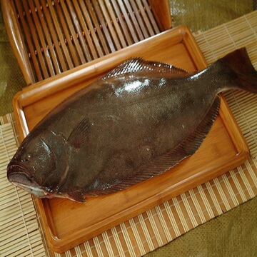 冲钻青岛野生鲜活牙片鱼/牙鲆鱼/比目鱼每条1.5斤/80元一条
