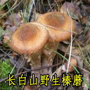 野生榛蘑菇 干货 2015新货 长白山 东北特产 榛蘑菇丁 精选无根
