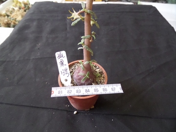 台湾原盆进口新种琉桑Dorstenia hildebrandtii forma crispum