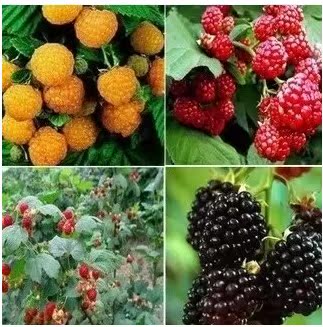 果树苗 树莓种苗 红树莓苗  南方北方均可种植 备注品种红黄黑