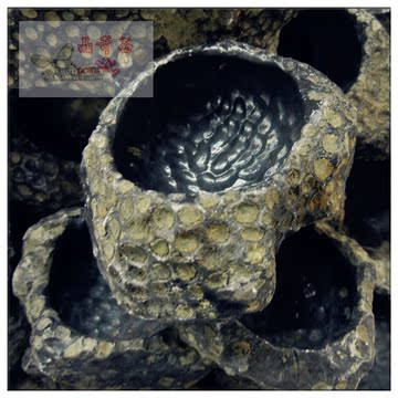 保真珊瑚虫化石烟灰缸 蜂窝石香座 砚池 奇石摆件 珊瑚虫原石把玩