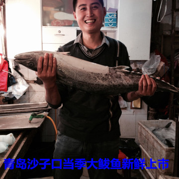 青岛野生 新鲜马鲛鱼   沙子口野生鲜活鲅鱼 鲅鱼馅料 1--10斤/条