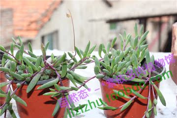 多肉植物 紫弦月 紫葡萄 吊兰 创意花卉盆栽 防辐射 净化空气