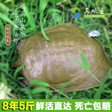 【三峡鱼】长江三峡生态甲鱼中华鳖8年野外放养王八5斤活体包邮