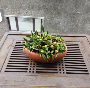 苔藓微景观生态瓶红陶办公桌面防辐射创意盆栽绿植物DIY礼物新品