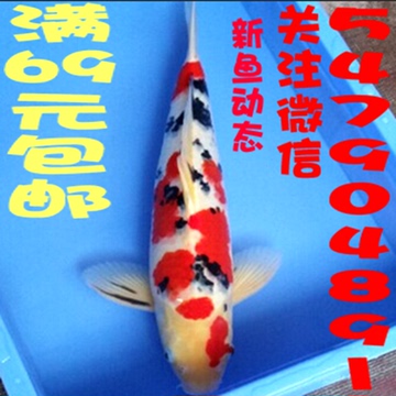 纯种日本 三色 活体锦鲤鱼苗 观赏鱼 冷水鱼 店新开69包邮 鱼饲料