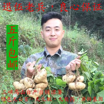 2016年新鲜三峡高山特产凉薯白地瓜沙葛水分充足甜无农药非转基因