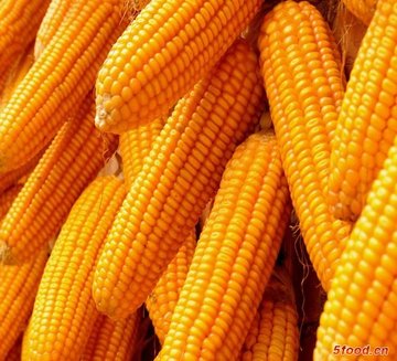 农家无公害无农药纯天然特产玉米