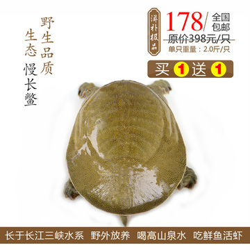 【三峡鱼】长江生态甲鱼中华鳖野外放养王八2年2斤左右活体包邮