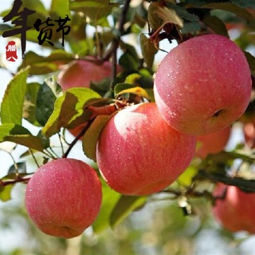 苹果树苗 南方果树北方盆栽果树 庭院地栽嫁接苹果苗 红富士苹果