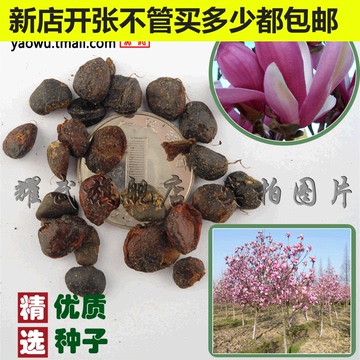 出售新采苗木树种 紫玉兰种子 别名:木兰 辛夷 木笔 望春