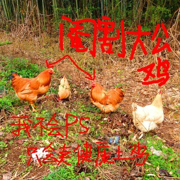 3年大公鸡宁都黄鸡3人份农家阉割鸡农村散养土鸡草鸡生鲜鸡肉包邮