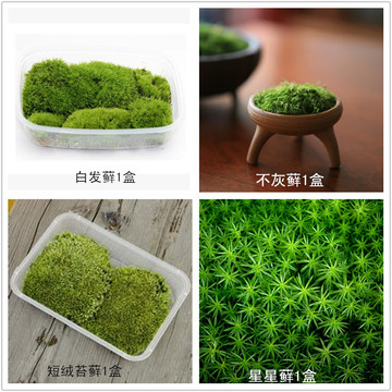 苔藓白发藓创意微景观材料苔藓DIY生态瓶植物创意迷你植物盆栽花