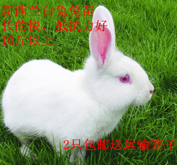 兔子活体新西兰小白兔苗成长系肉兔宠物兔子农家自养包活包邮