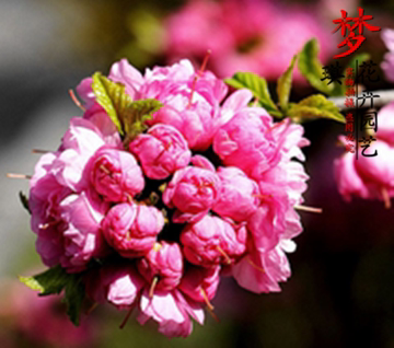 庭院观赏花卉 梅花中开花最多的品种【榆叶梅】枝叶茂密 花繁色艳