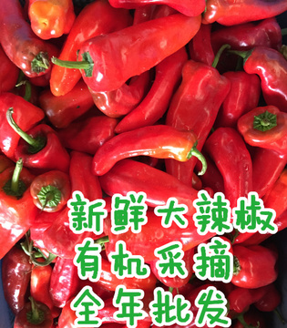 新鲜大辣椒蔬菜 新鲜红辣椒蔬菜 全国批发 全年供应 非常新鲜