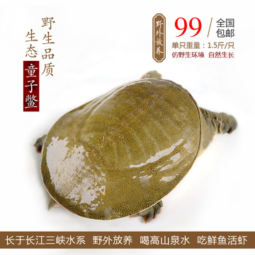 三峡鱼 野外生态甲鱼水鱼团鱼王八2年1.5斤中华鳖活体鲜活包邮