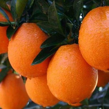 赣南脐橙20斤装新鲜水果