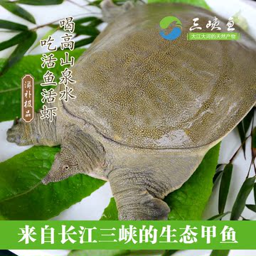 【三峡鱼】长江生态甲鱼中华鳖野外放养王八7年4.5斤活体包邮