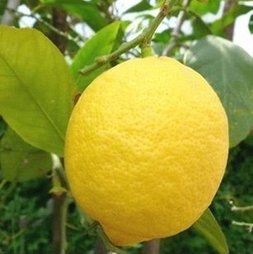 四川资阳安岳黄柠檬新鲜水果一级果新鲜黄柠檬85g一个10个包邮