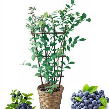 特价猫蓝莓盆栽果树苗 蓝莓树苗 适合南方北方种植 买3送1包邮中