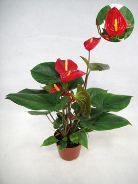 红掌盆栽阿拉巴玛最好的品种花4-5朵