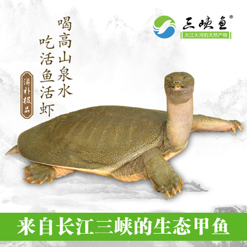 【三峡鱼】长江生态甲鱼中华鳖野外放养王八3年2.5斤活体包邮
