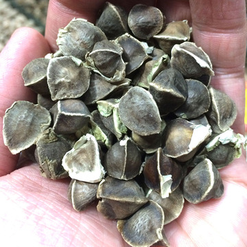 印度进口辣木籽100元一斤包邮食用精选辣木种子辣木子辣木茶