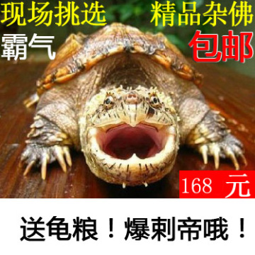 2014 鳄鱼龟 精品杂佛 佛鳄 大鳄龟 佛龟 小鳄龟 杂纯佛3-5cm