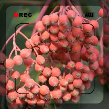 新采优质 红叶石楠种子 红罗宾 红唇 鲁宾斯 种子 批发 石