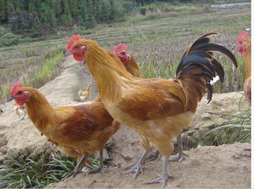 【绿地】正宗苏北农家散养土鸡 小公鸡 草鸡 童子鸡 真空包装
