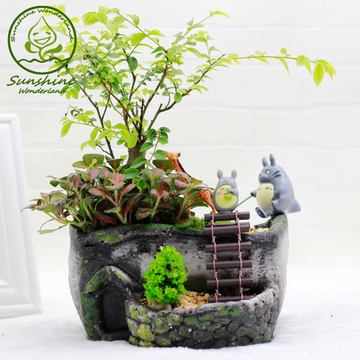 植物青苔藓微景观生态瓶龙猫摆件小植物创意迷你盆栽微缩景观盆景