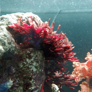 海藻观赏活体 红鹿角藻 有效去除NO3 PO4 藻缸必备