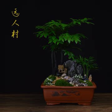 中国风复古文艺范室内绿植盆栽造景紫檀苔藓网纹草吸甲醛净化空气
