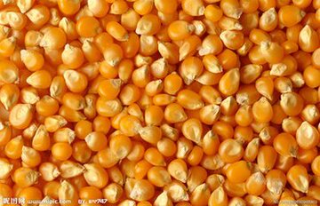15玉米粒 农家自产有机豆浆玉米 鸽子兔子饲料 五谷杂粮 5斤