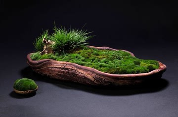 精品短绒苔藓 微景观生态瓶创意diy迷你盆栽办公室造景植物搭配