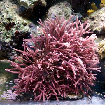 海藻观赏活体 另类红鹿角藻 粉红柱状乳节藻 稀少 去除NO3 PO4